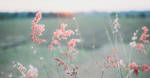 pink flowers at sunrise destin 30a against domestic abuse