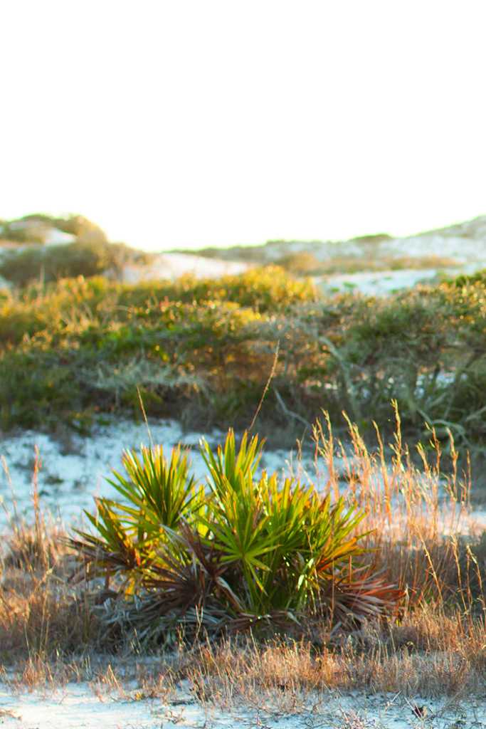 Dunes at GraytonBeach