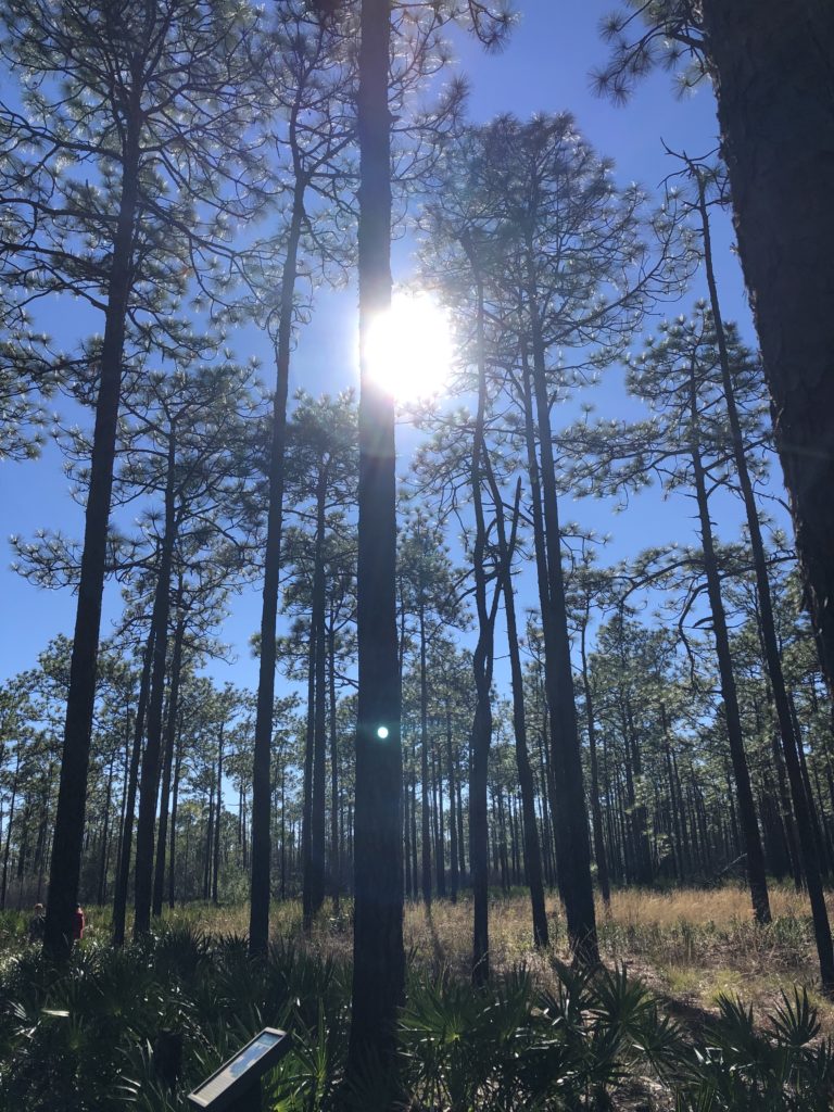 taking a walk in the woods