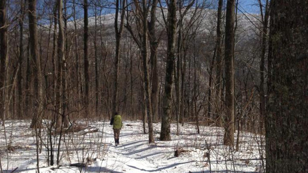 taking a walk in the woods