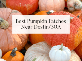 Best Pumpkin Patches Near Destin / 30A destin 30a pumpkin patches