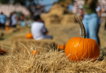 Best Pumpkin Patches Near Destin / 30A