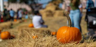 Best Pumpkin Patches Near Destin / 30A